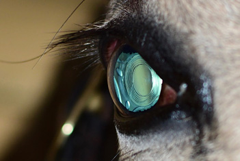 Equine Cataract Surgery